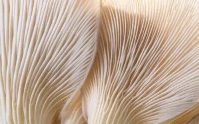 Step 8 – Brotherly / Sisterly Love