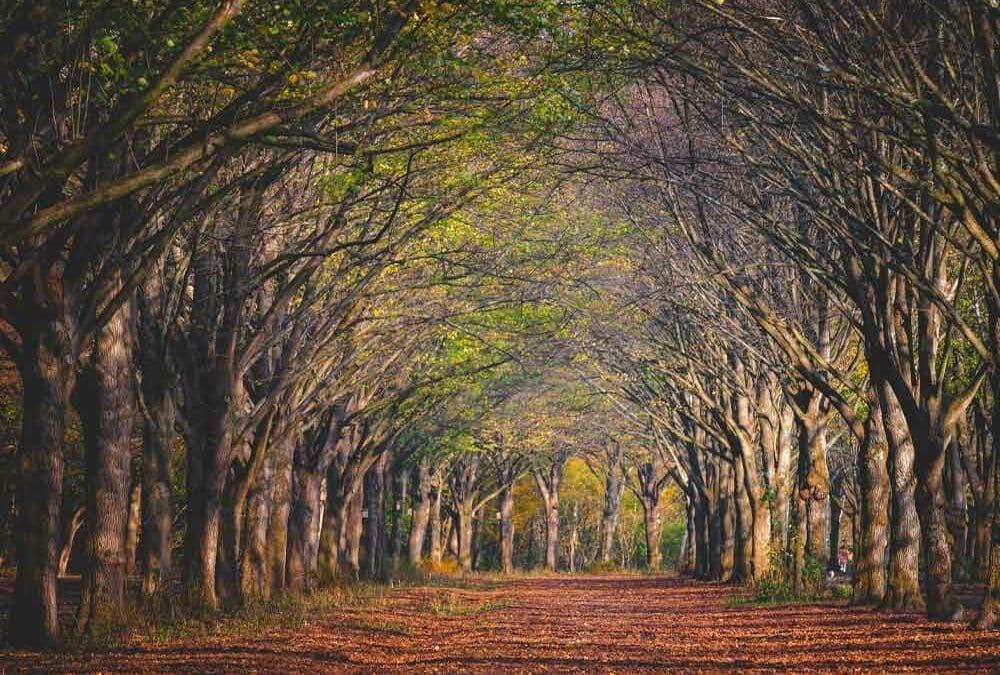 Live as a Fragrant Offering