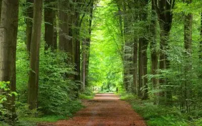 Step 3 – Faith