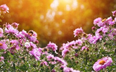 Unmerited Grace, Favor, and Mercy