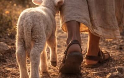 STEP 6— Devotion:  A Life of Ongoing Willingness (Week 4)